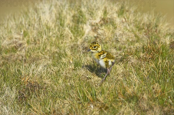 European golden plover