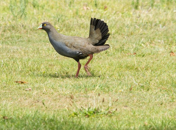 Gallinula ventralis