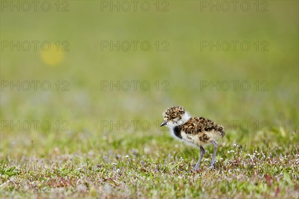 Southern lapwing