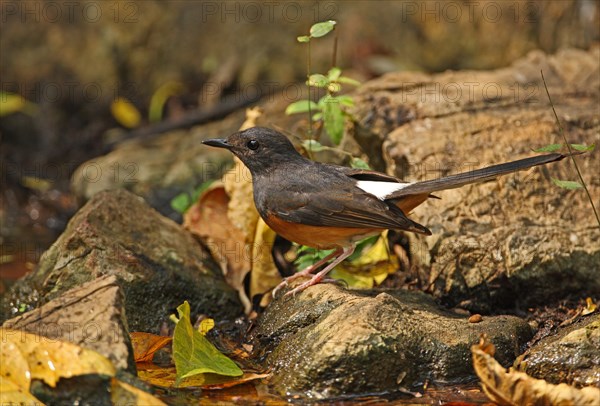 White-rumped Shama