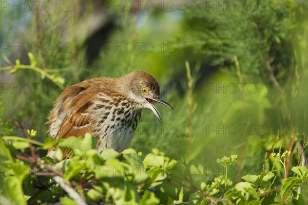 Brown thrasher