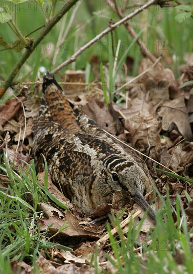 Eurasian woodcock