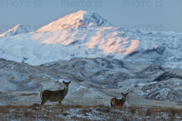 Red deer