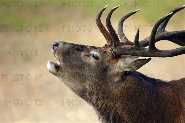 Red Deer