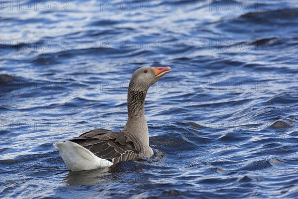 Greylag goose