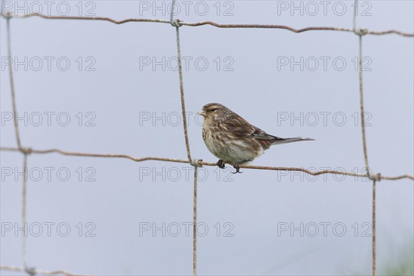 Pygmy twite