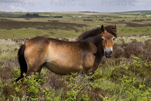 The Exmoor pony is a breed of horse native to the British Isles