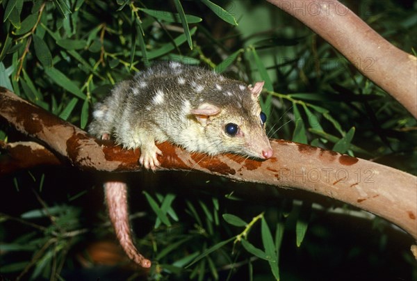 Spotted marsupial