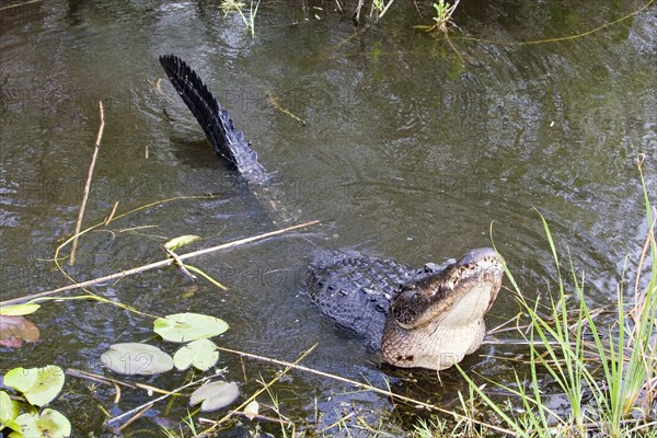 American alligator