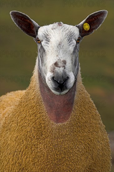 Domestic Sheep