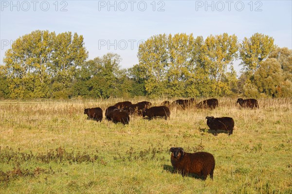 Domestic Sheep