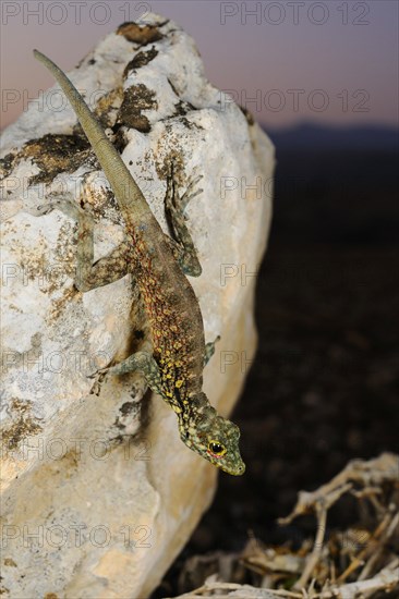 Haggier Massif Rock Gecko