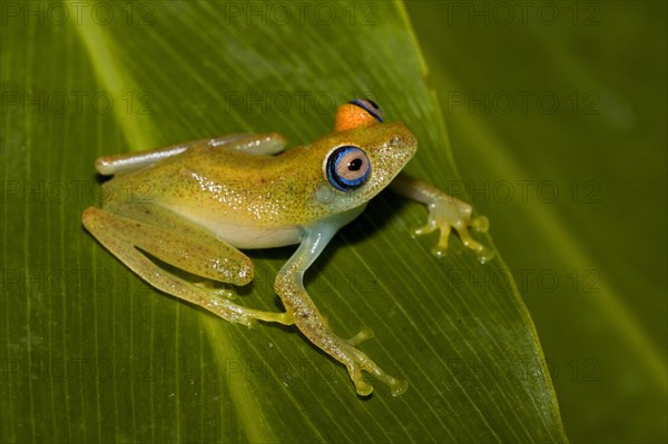 Madagascar Frog