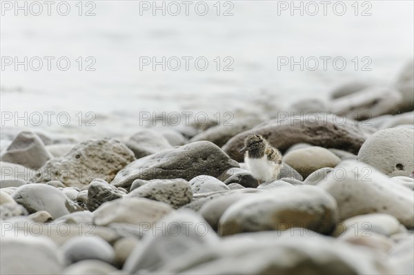 Chicks of the Eurasian eurasian oystercatcher