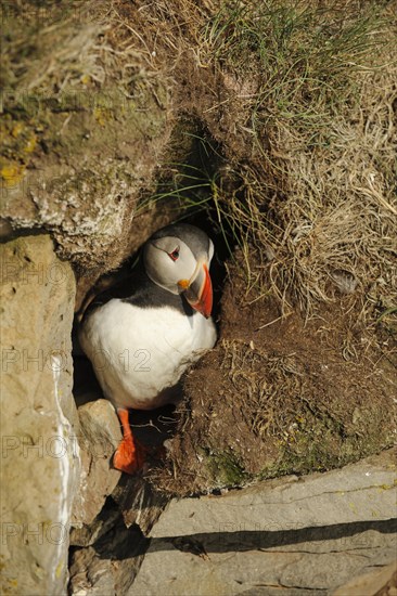 Puffin