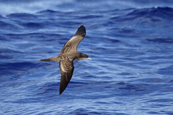 Wedge-tailed Shearwater