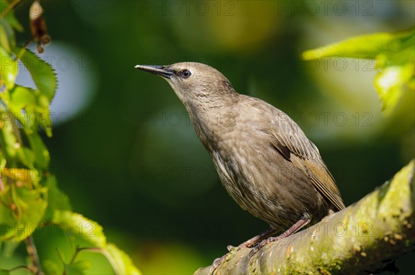 Young juvenile common starling