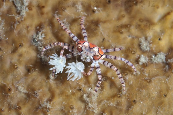 Pom-pom crabs