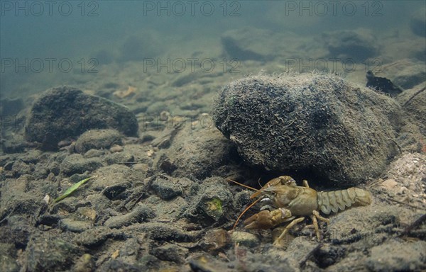 Atlantic Stream Crayfish