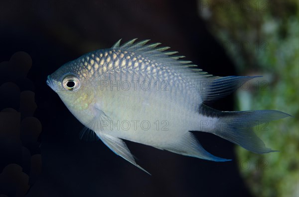 Spiny chromis damselfish