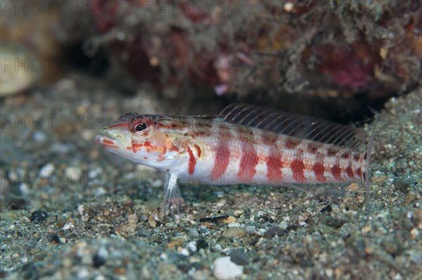 Red-spotted Sandperch