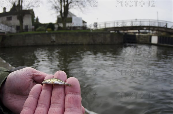 Three-spined stickleback