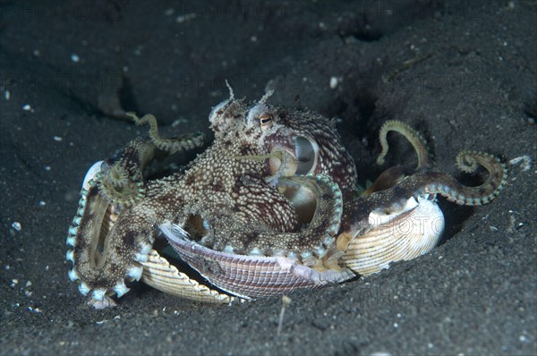 Coconut octopus