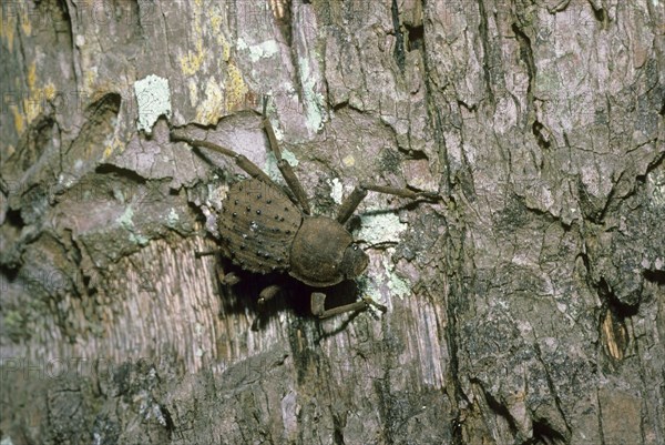 Giant tenebrionid beetle