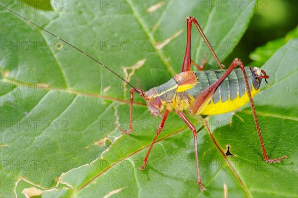 Bush-cricket