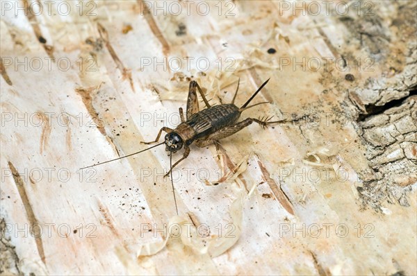 Wood cricket