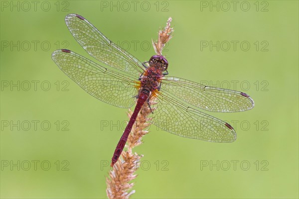 Ruddy Darter