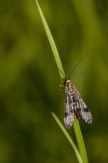 Common Scorpionfly