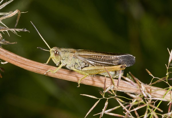 Large mountain grasshopper