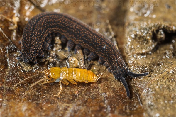 Adult New Zealand velvet worm