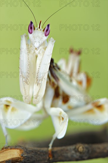 Orchid walking flower mantis