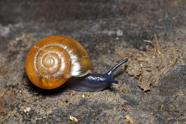 Shiny snail