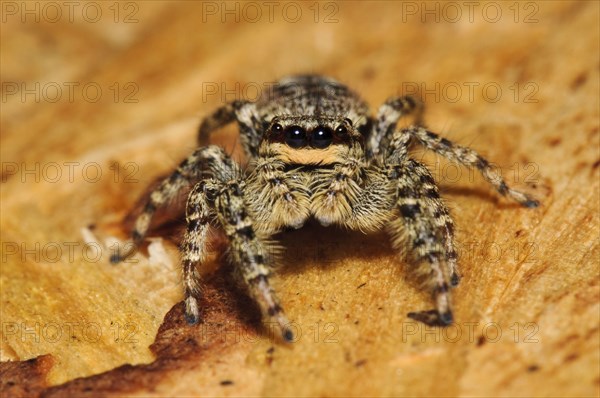 Fencepost Jumping Spider