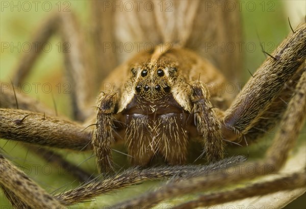 Nursery-web Spider