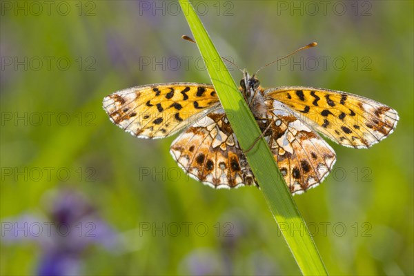 Weaver's fritillary