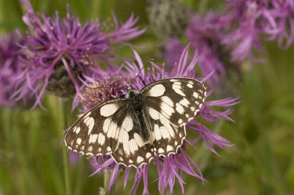 Marbled white