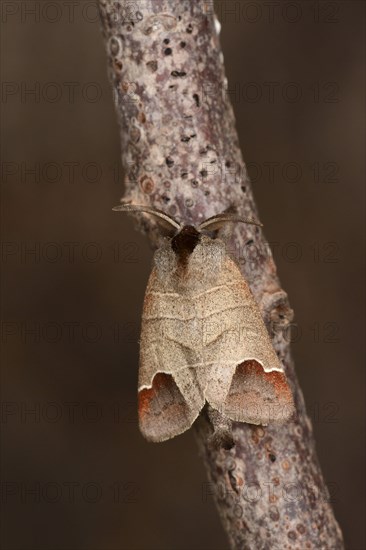 Chocolate-tip moth