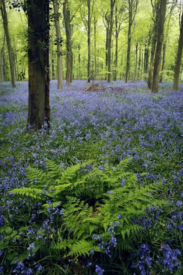 Hyacinthoides non-scripta