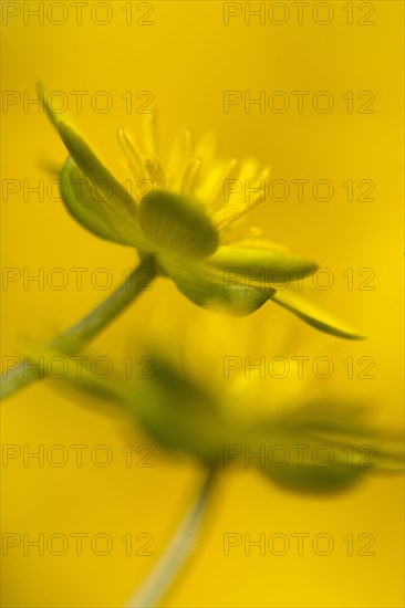 Lesser Celandine