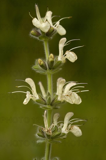 Austrian sage