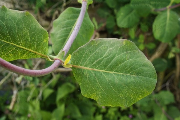 Wild Honeysuckle