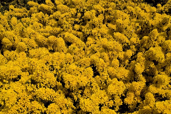 Broom blossom in May