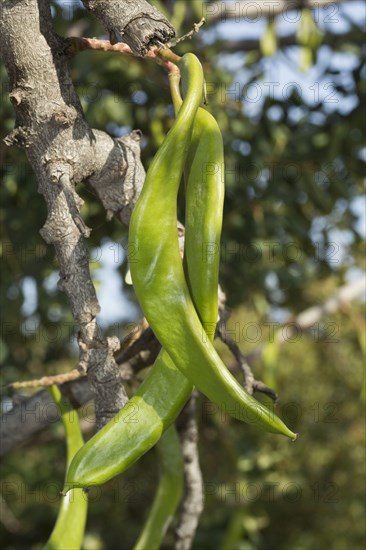 Carob