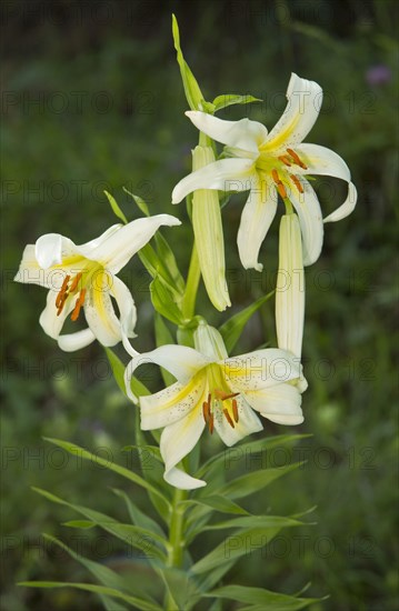 Wild Lily