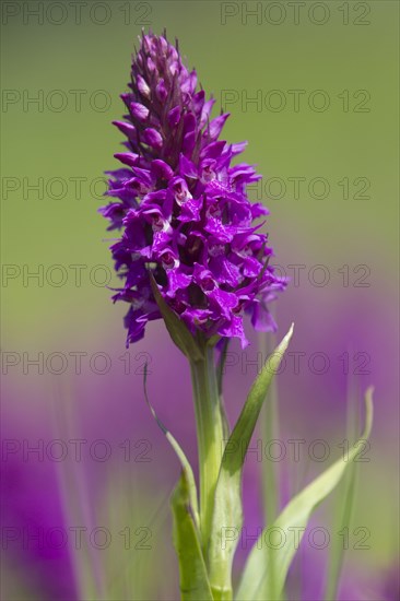 Southern Marsh Orchid