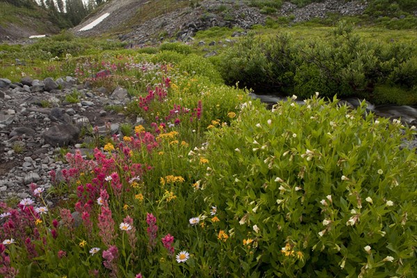 Small-flowered Paintbrush